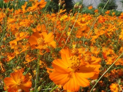 硫華菊種子需要泡嗎？