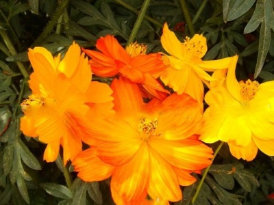 硫華菊種子是撒在土上的嗎？