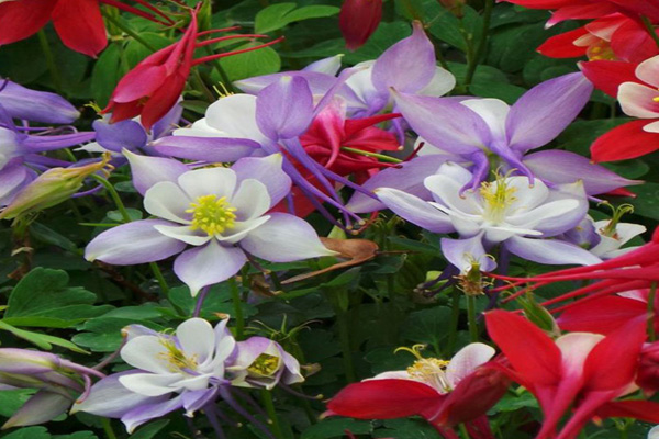 1636966337359539.jpg 大花耬斗菜1.jpeg.jpg