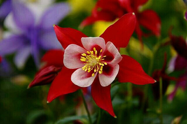 1636966349521336.jpg 大花耬斗菜3.jpeg.jpg