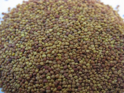 白三葉種子怎么種？