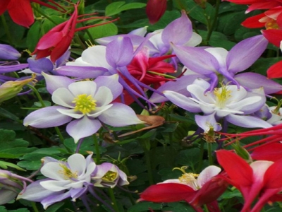 大花耬斗菜花語和寓意是什么？