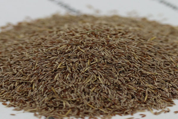 1640590090464145.jpg 細(xì)弱剪股穎.JPG