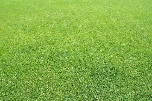 1640590131210801.jpeg 剪股穎3.jpeg