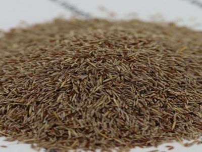 剪股穎種子在哪能買到正宗的？