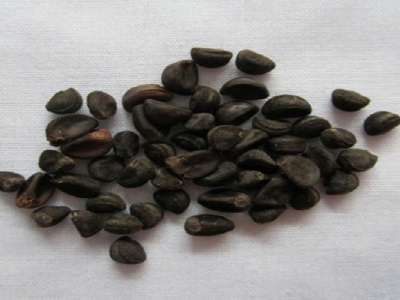 牽?；ǚN子夏季能種嗎？