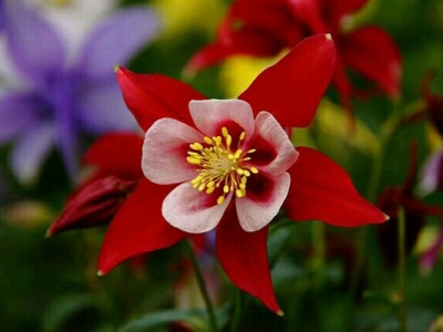 大花耬斗菜當年種開花嗎？