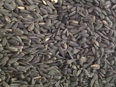 油葵種子可以自己留嗎？