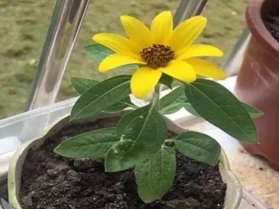 矮向日葵種子種多久開花？