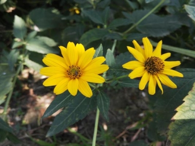 日光菊種子種植時(shí)間是幾月？