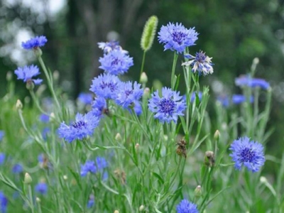 矢車菊種子的種植時間是在什么時候？