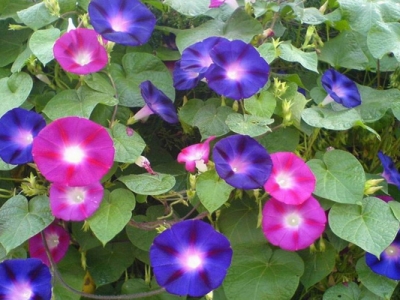 矮牽牛種子播種時(shí)間是幾月？