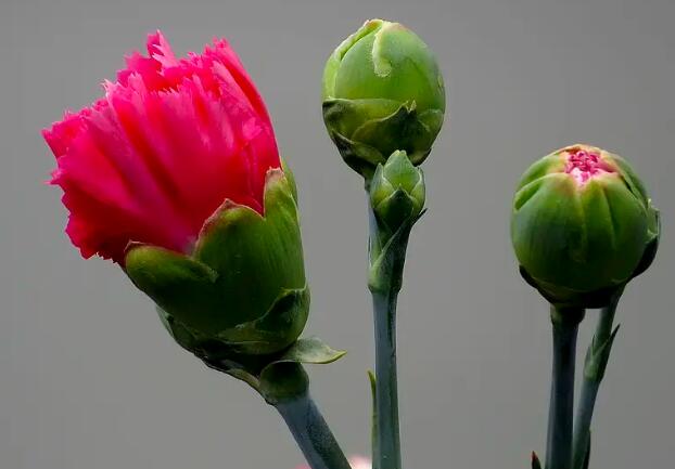 1657681852499447.jpg 3+.jpg