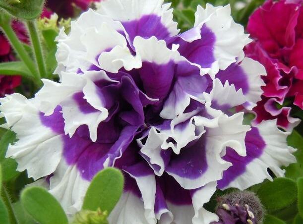 1657982874590462.jpg 5.jpg