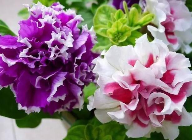 1657982889328398.jpg 5++.jpg