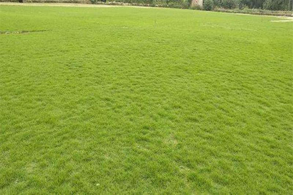 1658797749225770.jpeg 臺灣草1.jpeg