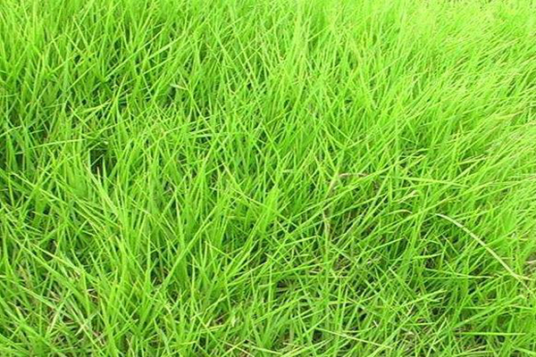 1658880951551864.jpeg 狗牙根1.jpeg