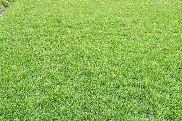 1658880961590557.jpeg 臺(tái)灣草2.jpeg