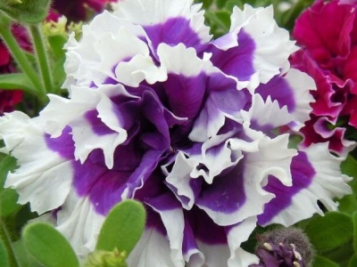 重瓣矮牽?；ǚN子什么季節(jié)種