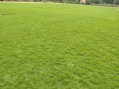 天鵝絨草皮的繁殖方式是什么？