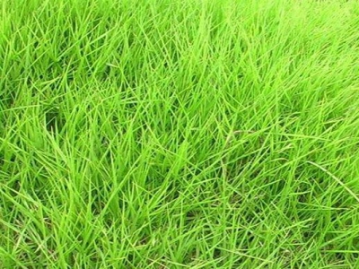 狗牙根草坪跟天鵝絨草坪的區(qū)別是什么？