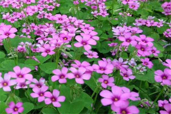 1660718857757001.jpeg 紅三葉.jpeg