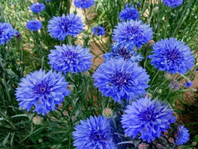 矢車菊種子什么時候成熟？