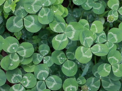 白三葉和紅三葉的區(qū)別是什么？