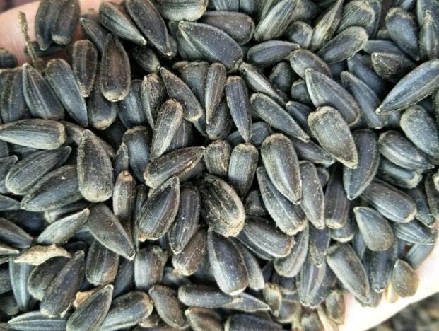 1662991900138308.jpg 8.jpg