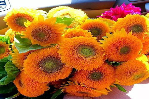 1663664797836498.jpg 玩具熊向日葵2.jpg