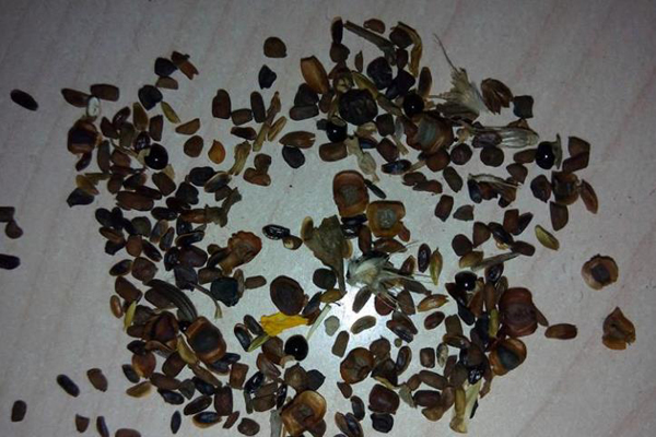 1663665715611310.jpg 雛菊種子.jpg