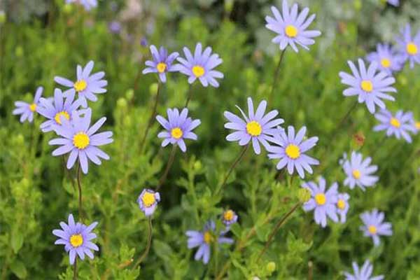 1663665739422181.jpg 雛菊2.jpg