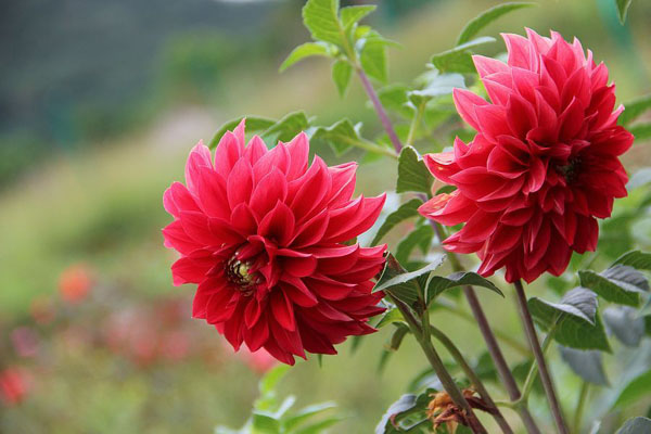 1663666051797859.jpeg 大麗花1.jpeg