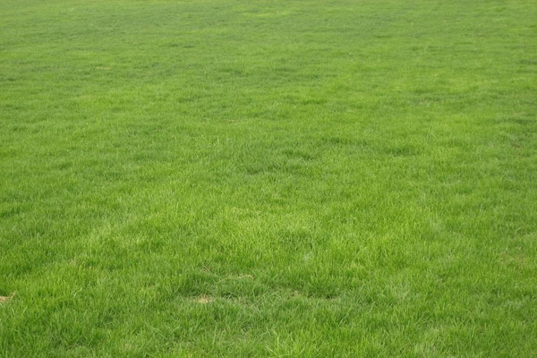 1663671081440946.jpeg 高羊茅.jpeg