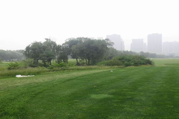 1663671087309126.jpg 高羊茅4.jpg