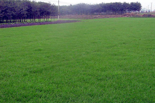 1663671093393161.jpg 高羊茅3.jpg