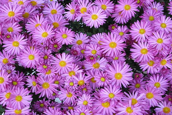 1663672222456589.jpeg 雛菊3.jpeg