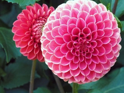 大麗花種子什么時候種植最好？