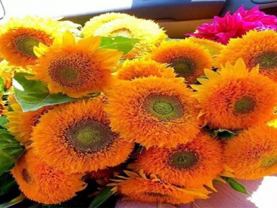 玩具熊向日葵種子幾天出土？