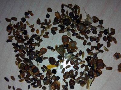 雛菊種子幾天能發(fā)芽？