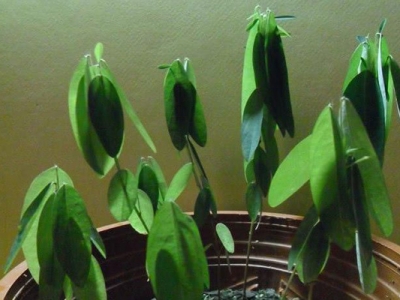 跳舞草種子幾天發(fā)芽？