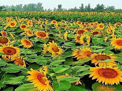 矮向日葵種子幾天發(fā)芽？