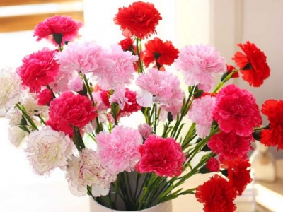 康乃馨種子種幾天能出？