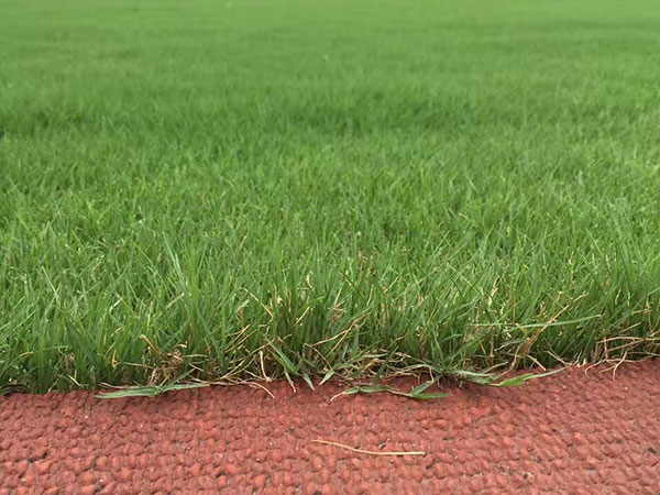 狗牙根草坪球場(chǎng)綠化效果 狗牙根草坪球場(chǎng)綠化效果