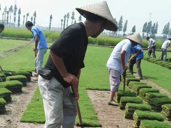 狗牙根草坪基地 狗牙根草坪基地