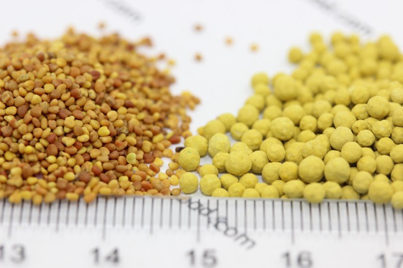 白三葉種子 白三葉種子