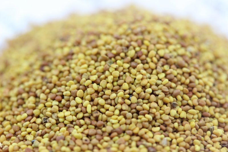 白三葉種子 白三葉種子