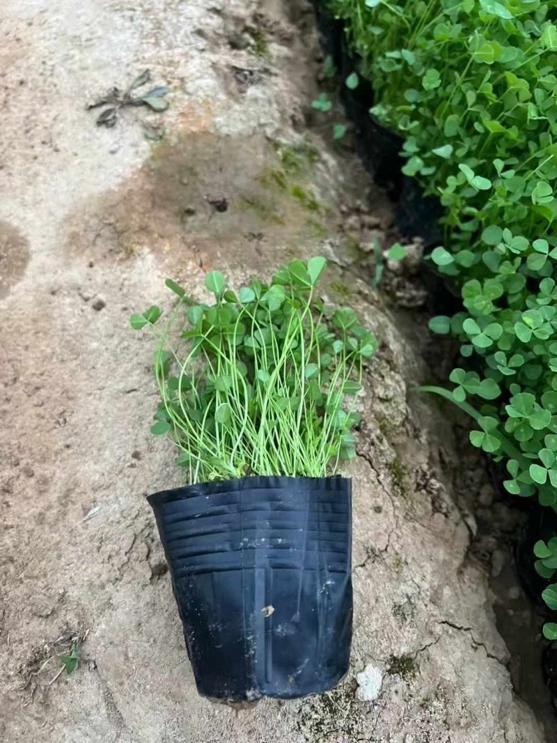 白三葉苗杯苗盆栽 白三葉苗杯苗盆栽