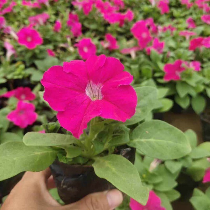 玫紅色矮牽?；绫缗柙?/>
</p>
<p style=