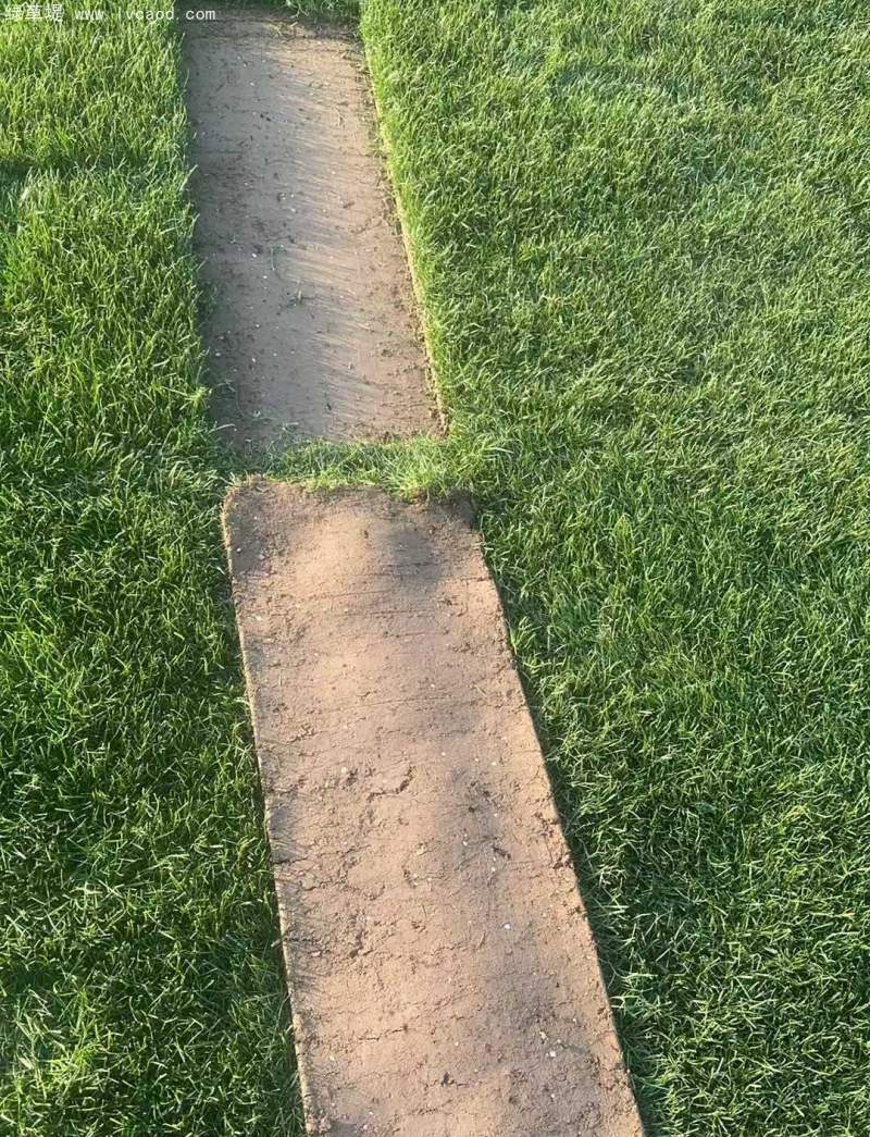 高羊茅草坪植株 高羊茅草坪植株